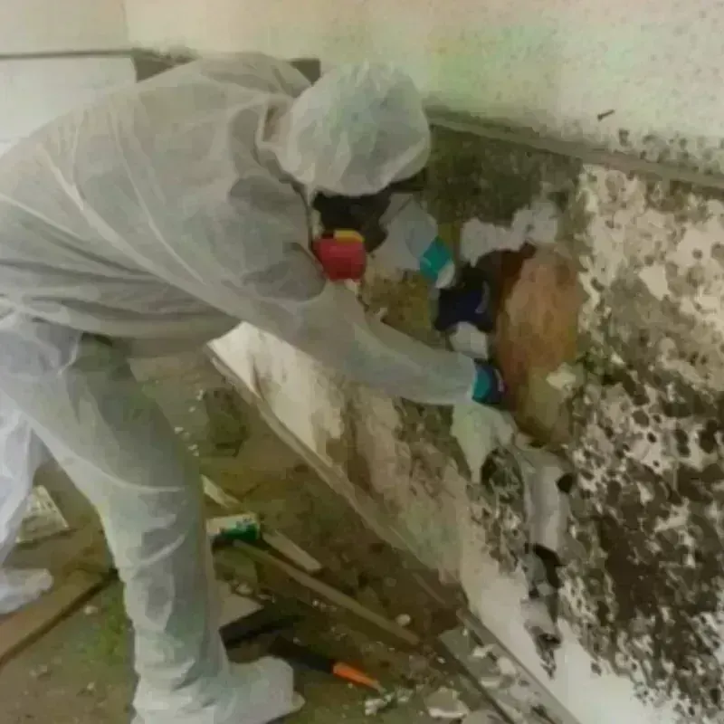 Mold Remediation and Removal in Towner County, ND